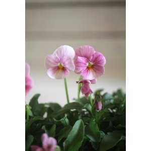 画像: 奥田園芸さんオリジナル！ ときめきビオラ『ブルーミングピンク』