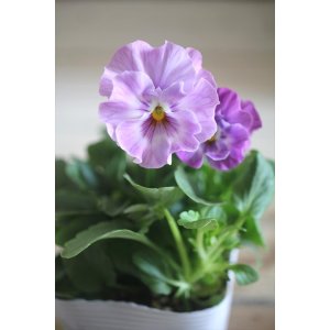 画像: 【1点もの】花日和さんオリジナル! フリルパンジー『シエルブリエ』ver.6