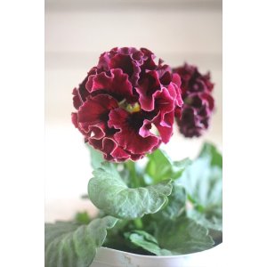 画像: フリンジ咲きパンジーローヴドゥアントワネット『ロココ』 ★1点もの ver.39