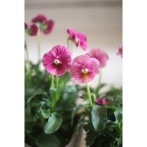 画像: 奥田園芸さんオリジナル！ ときめきビオラ『ノスタルジックピンク』