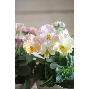 画像: 奥田園芸さんオリジナル！ ときめきビオラ『ビリビリ』