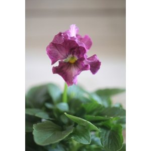 画像: 【1点もの】花日和さんオリジナル! フリルパンジー『シエルブリエ』ver.1