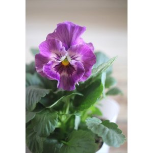 画像: 【１点もの】花日和さんオリジナル！ フリルパンジー『シエルブリエ』ver.１６