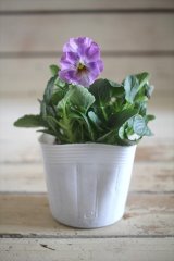 画像: 【１点もの】花日和さんオリジナル！ フリルパンジー『シエルブリエ』ver.１４