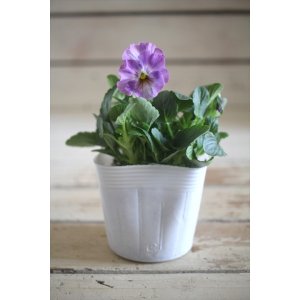 画像: 【1点もの】花日和さんオリジナル! フリルパンジー『シエルブリエ』ver.14