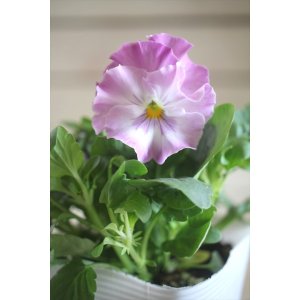 画像: 【１点もの】花日和さんオリジナル！ フリルパンジー『シエルブリエ』ver.１７