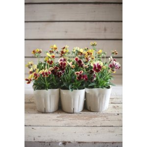 画像: 奥田園芸さんオリジナル！ ときめきビオラ『ディアミッキーバイカラー系』