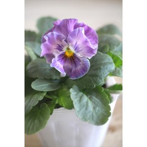 画像: 【１点もの】花日和さんオリジナル！ フリルパンジー『シエルブリエ』ver.１５