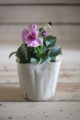 画像: 【１点もの】奥田園芸さんオリジナル！ ときめきビオラ『シフォンドレス』ver.１