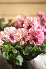 画像: 植田さんご夫婦育種！ フリルパンジー 『天の羽衣』 *ピンク系*