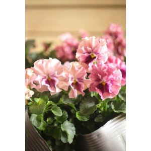 画像: 植田さんご夫婦育種! フリルパンジー 『天の羽衣』 *ピンク系*