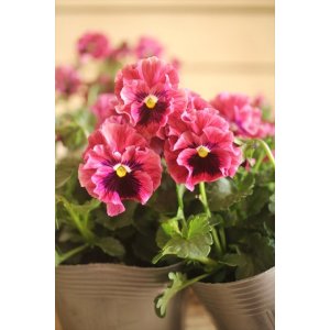 画像: 植田さんご夫婦育種! フリルパンジー 『天の羽衣』 *ベイン*