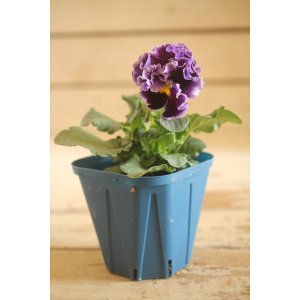 画像: フリンジ咲きパンジー 『ドラキュラ』 ★1点もの ver.33★