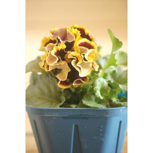 画像: フリンジ咲きパンジー 『ドラキュラ』 ★1点もの ver.22★