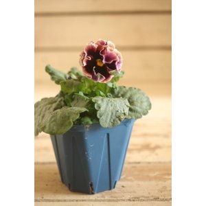 画像: フリンジ咲きパンジー 『ドラキュラ』 ★1点もの ver.18★