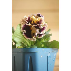 画像: フリンジ咲きパンジー 『ドラキュラ』 ★1点もの ver.24★