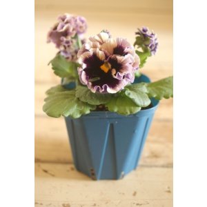 画像: フリンジ咲きパンジー 『ドラキュラ』 ★1点もの ver.27★