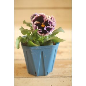 画像: フリンジ咲きパンジー 『ドラキュラ』 ★1点もの ver.23★