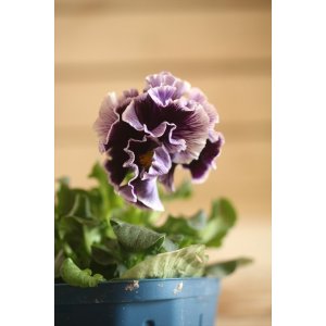 画像: フリンジ咲きパンジー 『ドラキュラ』 ★1点もの ver.35★