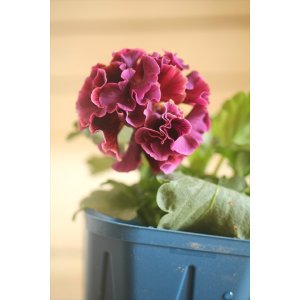 画像: フリンジ咲きパンジー 『ドラキュラ』 ★1点もの ver.34★