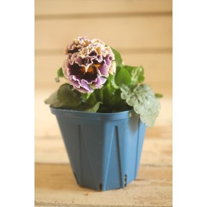 画像: フリンジ咲きパンジー 『ドラキュラ』 ★１点もの ver.１６★ 