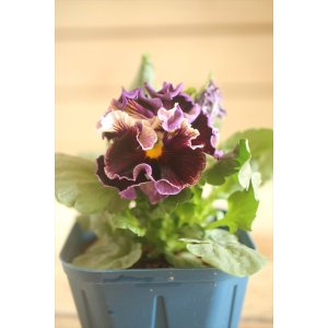 画像: フリンジ咲きパンジー 『ドラキュラ』 ★1点もの ver.3★