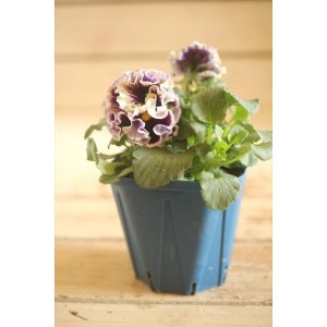 画像: フリンジ咲きパンジー 『ドラキュラ』 ★1点もの ver.21★