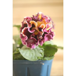 画像: フリンジ咲きパンジー 『ドラキュラ』 ★1点もの ver.20★