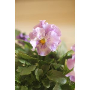 画像: 【１点もの】花日和さんオリジナル！ フリルパンジー『シエルブリエ』ver.２０