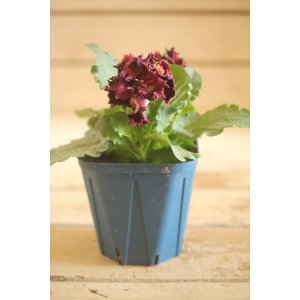 画像: フリンジ咲きパンジー 『ドラキュラ』 ★1点もの ver.36★