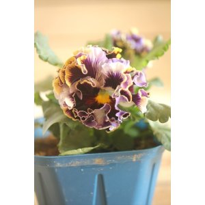 画像: フリンジ咲きパンジー 『ドラキュラ』 ★1点もの ver.26★