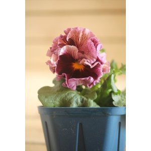 画像: フリンジ咲きパンジー 『ドラキュラ』 ★1点もの ver.25★