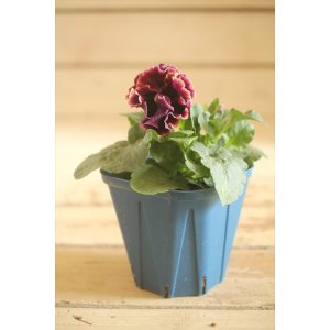 画像: フリンジ咲きパンジー 『ドラキュラ』 ★1点もの ver.2★