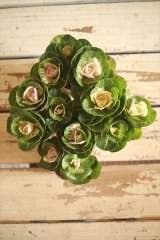 画像: ハボタン光子セッション（３芽立ち）『ver.５』 