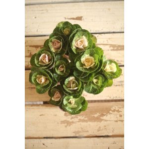 画像: ハボタン光子セッション（３芽立ち）『ver.５』 