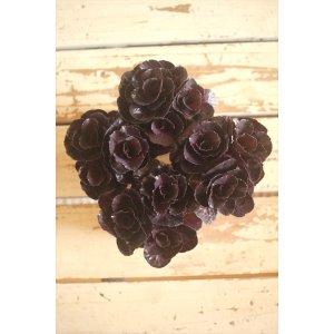 画像: ハボタン光子セッション（３芽立ち）『ver.６』 