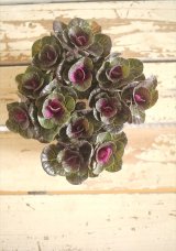 画像: ハボタン光子セッション（３芽立ち）『ver.１』 