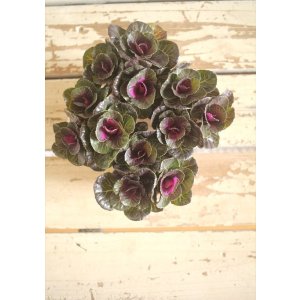 画像: ハボタン光子セッション（３芽立ち）『ver.１』 