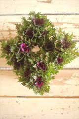 画像: ハボタン光子セッション（３芽立ち）『ver.４』 