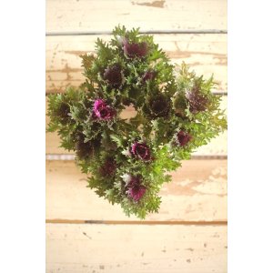 画像: ハボタン光子セッション（３芽立ち）『ver.４』 