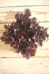 画像: ハボタン光子セッション（３芽立ち）『ver.２』 