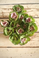 画像: ハボタン光子セッション（３芽立ち）『ver.３』 