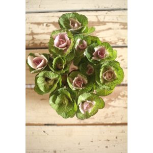 画像: ハボタン光子セッション（３芽立ち）『ver.３』 