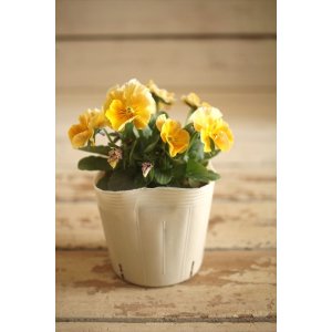 画像: 【1点もの】奥田園芸さんオリジナル! ときめきビオラ『フルフリル』ver.12