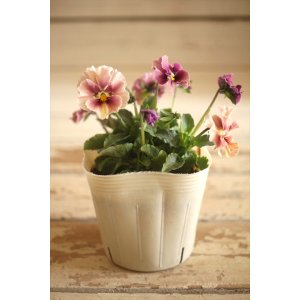 画像: 【１点もの】奥田園芸さんオリジナル！ ときめきビオラ『フルフリル』ver.１８