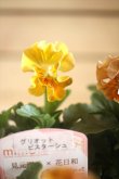 画像5: 2025NEW!! 見元園芸さん＆花日和さんコラボ フリルパンジー『グリオットピスターシュ』