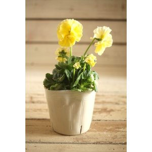 画像: 【1点もの】奥田園芸さんオリジナル! ときめきビオラ『シフォンドレス』ver.15