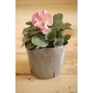 画像: 【1点もの】植田さんご夫婦育種! フリルパンジー『春マンボー』◆ver.11◆