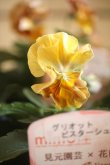 画像3: 2025NEW!! 見元園芸さん＆花日和さんコラボ フリルパンジー『グリオットピスターシュ』