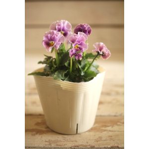 画像: 【１点もの】奥田園芸さんオリジナル！ ときめきビオラ『フルフリル』ver.２０